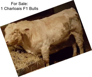 For Sale: 1 Charloais F1 Bulls