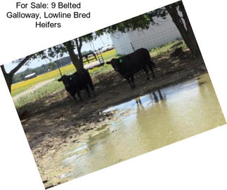 For Sale: 9 Belted Galloway, Lowline Bred Heifers