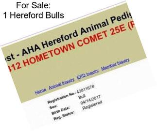 For Sale: 1 Hereford Bulls