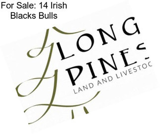 For Sale: 14 Irish Blacks Bulls