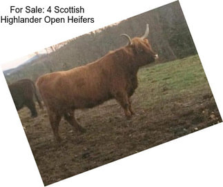 For Sale: 4 Scottish Highlander Open Heifers