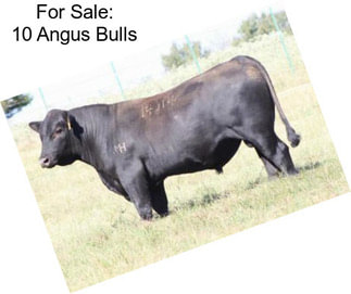 For Sale: 10 Angus Bulls