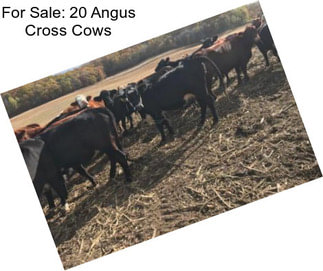 For Sale: 20 Angus Cross Cows