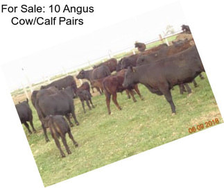For Sale: 10 Angus Cow/Calf Pairs