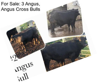 For Sale: 3 Angus, Angus Cross Bulls