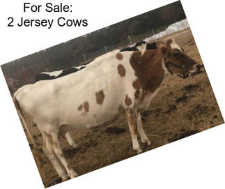 For Sale: 2 Jersey Cows