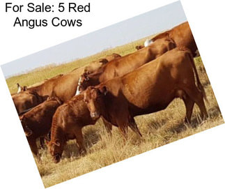 For Sale: 5 Red Angus Cows