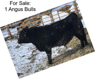 For Sale: 1 Angus Bulls