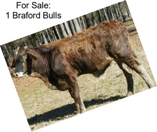 For Sale: 1 Braford Bulls