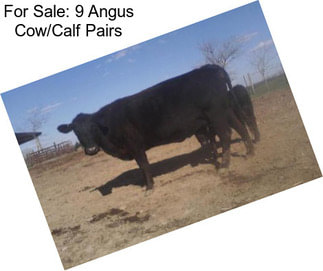 For Sale: 9 Angus Cow/Calf Pairs