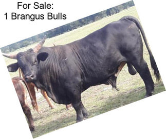 For Sale: 1 Brangus Bulls