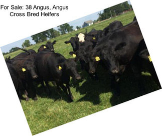 For Sale: 38 Angus, Angus Cross Bred Heifers