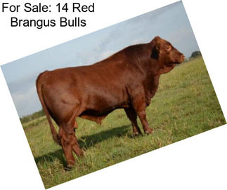 For Sale: 14 Red Brangus Bulls
