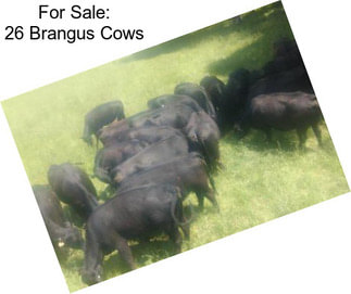 For Sale: 26 Brangus Cows
