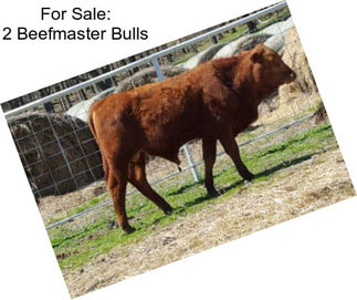 For Sale: 2 Beefmaster Bulls