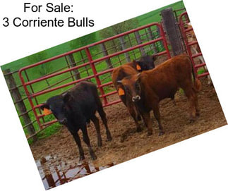 For Sale: 3 Corriente Bulls
