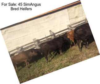 For Sale: 45 SimAngus Bred Heifers