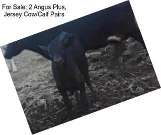 For Sale: 2 Angus Plus, Jersey Cow/Calf Pairs