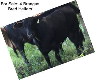 For Sale: 4 Brangus Bred Heifers