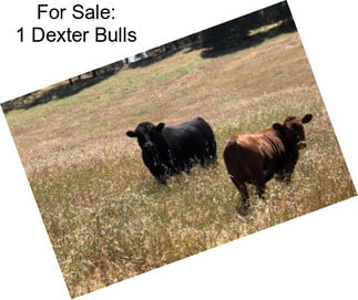 For Sale: 1 Dexter Bulls