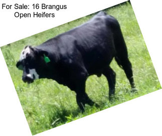 For Sale: 16 Brangus Open Heifers