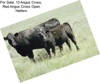 For Sale: 13 Angus Cross, Red Angus Cross Open Heifers