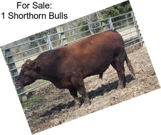 For Sale: 1 Shorthorn Bulls