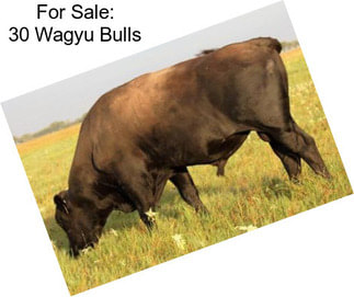 For Sale: 30 Wagyu Bulls