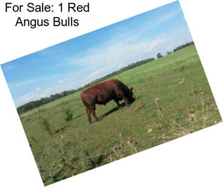 For Sale: 1 Red Angus Bulls