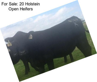 For Sale: 20 Holstein Open Heifers