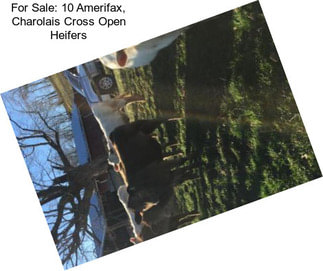 For Sale: 10 Amerifax, Charolais Cross Open Heifers