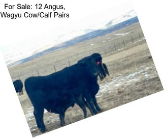 For Sale: 12 Angus, Wagyu Cow/Calf Pairs