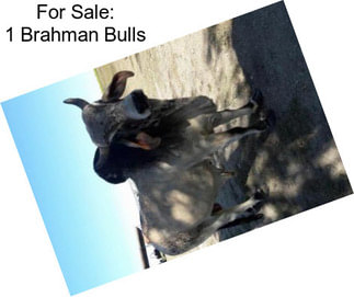 For Sale: 1 Brahman Bulls