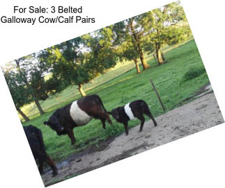 For Sale: 3 Belted Galloway Cow/Calf Pairs