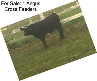 For Sale: 1 Angus Cross Feeders