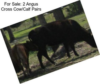 For Sale: 2 Angus Cross Cow/Calf Pairs