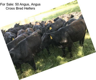 For Sale: 50 Angus, Angus Cross Bred Heifers