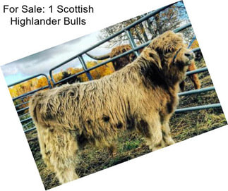 For Sale: 1 Scottish Highlander Bulls
