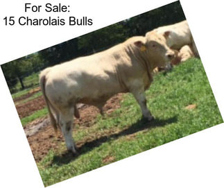 For Sale: 15 Charolais Bulls