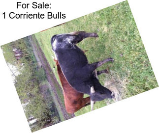 For Sale: 1 Corriente Bulls