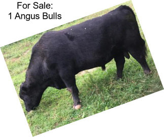 For Sale: 1 Angus Bulls