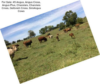 For Sale: 45 Angus, Angus Cross, Angus Plus, Charolais, Charolais Cross, Gelbvieh Cross, SimAngus Cows