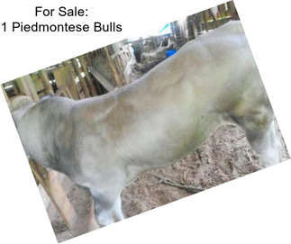 For Sale: 1 Piedmontese Bulls