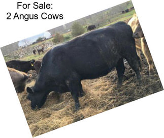 For Sale: 2 Angus Cows