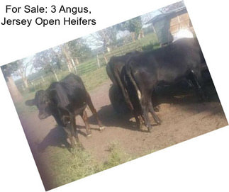 For Sale: 3 Angus, Jersey Open Heifers