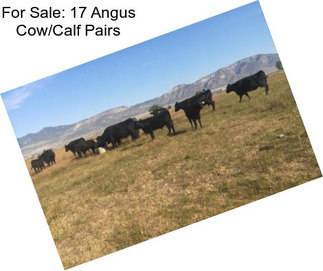 For Sale: 17 Angus Cow/Calf Pairs