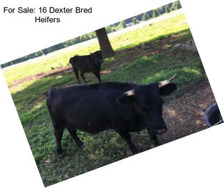 For Sale: 16 Dexter Bred Heifers