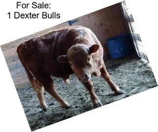 For Sale: 1 Dexter Bulls