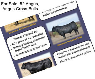 For Sale: 52 Angus, Angus Cross Bulls