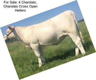 For Sale: 4 Charolais, Charolais Cross Open Heifers